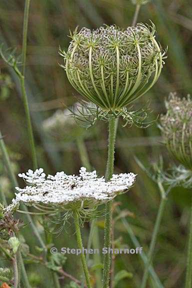 daucus carota 11 graphic